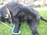 Extreme beast fucking compilation